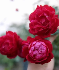 Louis Philippe Rose Plant Live - Deep Crimson Red, Fragrant Shrub, 5-8