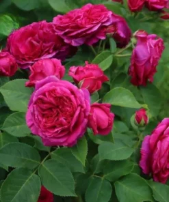 Louis Philippe Rose Plant Live - Deep Crimson Red, Fragrant Shrub, 5-8