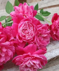 Louis Philippe Rose Plant Live - Deep Crimson Red, Fragrant Shrub, 5-8