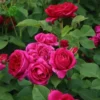 Louis Philippe Rose Plant Live - Deep Crimson Red, Fragrant Shrub, 5-8" Tall - Image 1