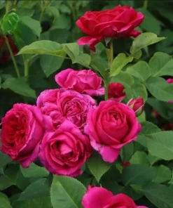 Louis Philippe Rose Plant Live - Deep Crimson Red, Fragrant Shrub, 5-8" Tall - Image 1