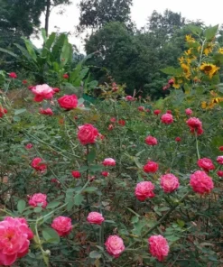 Louis Philippe Rose Plant Live - Deep Crimson Red, Fragrant Shrub, 5-8