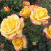 Love Peace Rose Live Plant Hybrid Tea Bush Yellow Pink 5-9" Tall Fragrant - Image 1