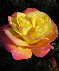 Love Peace Rose Live Plant Hybrid Tea Bush Yellow Pink 5-9" Tall Fragrant - Image 2