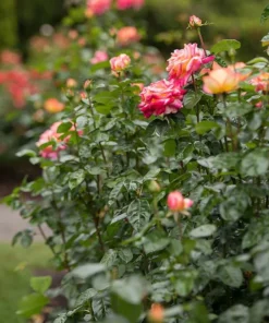 Love Peace Rose Live Plant Hybrid Tea Bush Yellow Pink 5-9