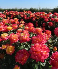 Love Peace Rose Live Plant Hybrid Tea Bush Yellow Pink 5-9