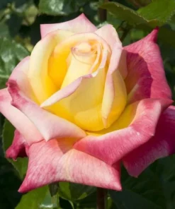 Love Peace Rose Live Plant Hybrid Tea Bush Yellow Pink 5-9