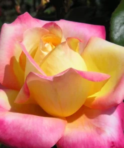 Love Peace Rose Live Plant Hybrid Tea Bush Yellow Pink 5-9