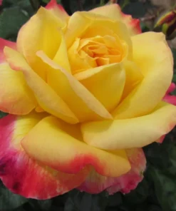 Love Peace Rose Live Plant Hybrid Tea Bush Yellow Pink 5-9