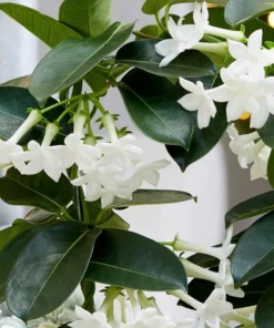 Madagascar Jasmine Live Plant - Stephanotis Floribunda Vine, 5-8" Tall - Image 2