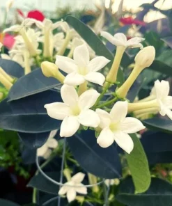 Madagascar Jasmine Live Plant - Stephanotis Floribunda Vine, 5-8