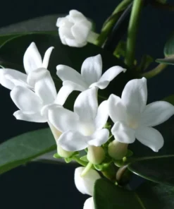 Madagascar Jasmine Live Plant - Stephanotis Floribunda Vine, 5-8