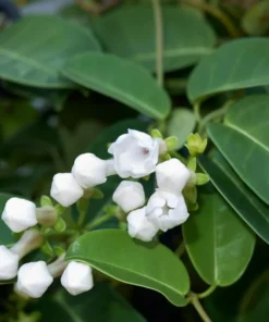 Madagascar Jasmine Live Plant - Stephanotis Floribunda Vine, 5-8