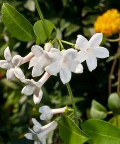 Madagascar Jasmine Live Plant - Stephanotis Floribunda Vine, 5-8