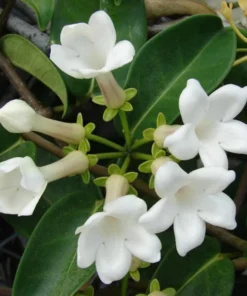 Madagascar Jasmine Live Plant - Stephanotis Floribunda Vine, 5-8