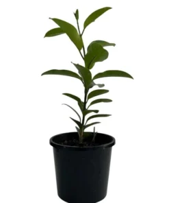 Madagascar Jasmine Live Plant - Stephanotis Floribunda Vine, 5-8