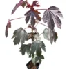 Mahogany Cranberry Hibiscus Live Plant - False Roselle Red Leaf Bush, 5-8 Inch Tall - Image 1