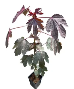 Mahogany Cranberry Hibiscus Live Plant - False Roselle Red Leaf Bush, 5-8 Inch Tall - Image 1