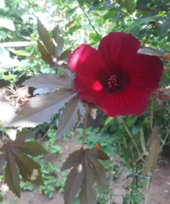 Mahogany Cranberry Hibiscus Live Plant - False Roselle Red Leaf Bush, 5-8 Inch Tall - Image 2