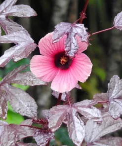 Mahogany Cranberry Hibiscus Live Plant - False Roselle Red Leaf Bush, 5-8 Inch Tall - Image 5