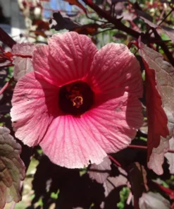 Mahogany Cranberry Hibiscus Live Plant - False Roselle Red Leaf Bush, 5-8 Inch Tall - Image 7