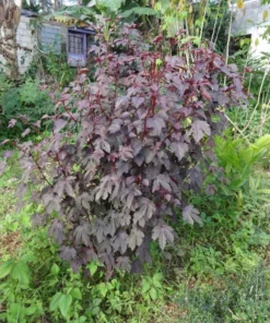 Mahogany Cranberry Hibiscus Live Plant - False Roselle Red Leaf Bush, 5-8 Inch Tall - Image 8