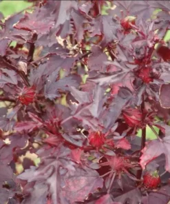 Mahogany Cranberry Hibiscus Live Plants - Set of 2, 5-8 Inch Tall - Image 10