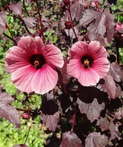 Mahogany Cranberry Hibiscus Live Plants - Set of 2, 5-8 Inch Tall - Image 2
