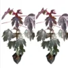 Mahogany Cranberry Hibiscus Live Plants - Set of 2, 5-8 Inch Tall - Image 1