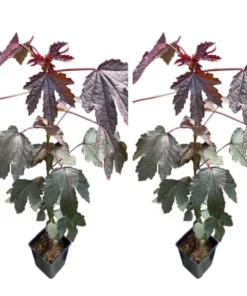 Mahogany Cranberry Hibiscus Live Plants - Set of 2, 5-8 Inch Tall - Image 1