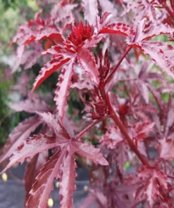 Mahogany Cranberry Hibiscus Live Plants - Set of 2, 5-8 Inch Tall - Image 3