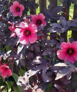 Mahogany Cranberry Hibiscus Live Plants - Set of 2, 5-8 Inch Tall - Image 4