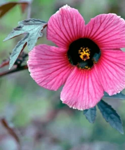 Mahogany Cranberry Hibiscus Live Plants - Set of 2, 5-8 Inch Tall - Image 5