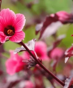Mahogany Cranberry Hibiscus Live Plants - Set of 2, 5-8 Inch Tall - Image 6