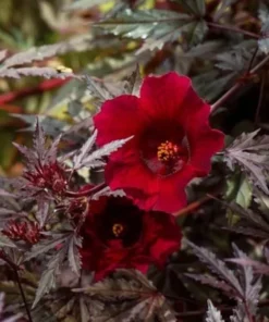 Mahogany Cranberry Hibiscus Live Plants - Set of 2, 5-8 Inch Tall - Image 7