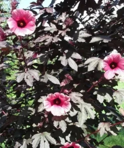 Mahogany Cranberry Hibiscus Live Plants - Set of 2, 5-8 Inch Tall - Image 9