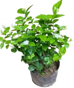 Maid of Orleans Arabian Jasmine Live Plant – Fragrant White Flowers – 5-8