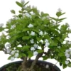 Maid of Orleans Arabian Jasmine Live Plant – Fragrant White Flowers – 5-8" Tall - Image 1