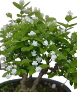 Maid of Orleans Arabian Jasmine Live Plant – Fragrant White Flowers – 5-8" Tall - Image 1