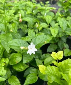 Maid of Orleans Arabian Jasmine Live Plant – Fragrant White Flowers – 5-8