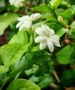 Maid of Orleans Arabian Jasmine Live Plant – Fragrant White Flowers – 5-8