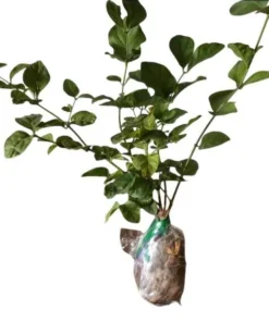 Maid of Orleans Arabian Jasmine Live Plant – Fragrant White Flowers – 5-8