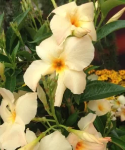 Mandevilla Vine Live Plant – Tropical Flowering Vine – 5-9 Inch Tall – Outdoor - Image 2