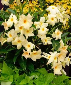 Mandevilla Vine Live Plant – Tropical Flowering Vine – 5-9 Inch Tall – Outdoor - Image 3