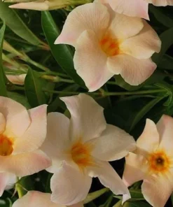 Mandevilla Vine Live Plant – Tropical Flowering Vine – 5-9 Inch Tall – Outdoor - Image 4