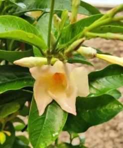 Mandevilla Vine Live Plant – Tropical Flowering Vine – 5-9 Inch Tall – Outdoor - Image 5