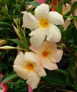 Mandevilla Vine Live Plant – Tropical Flowering Vine – 5-9 Inch Tall – Outdoor - Image 7