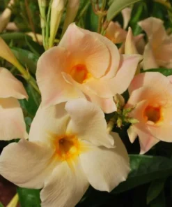 Mandevilla Vine Live Plant – Tropical Flowering Vine – 5-9 Inch Tall – Outdoor - Image 1