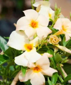 Mandevilla Vine Live Plant – Tropical Flowering Vine – 5-9 Inch Tall – Outdoor - Image 8