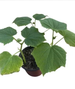 Marketmore Cucumber Live Starter Plants - Set of 2, 3-5 Inch Tall, Outdoor Vegetable - Image 10